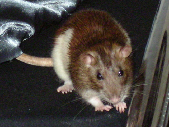 Rattenscharf!