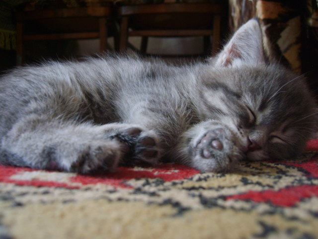 Puscha