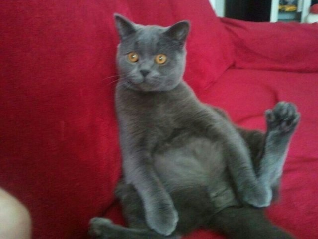 Aramis
