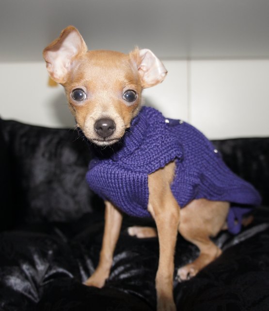 Sternchen im schickem Pullover