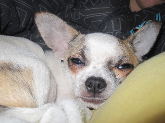 Hundeaugen sehn dich an ,sagen ich will spazieren gehen,komm zieh dich an. Leuchten wenn du kommst nach Hause ,liebend schaun sie hoch zu dir.Bitte bleib doch jetzt bei mir.Manchmal können sie auch sagen ,,habe etwas angestellt. Sei mir bitte nicht mehr böse,mach sie wieder hell die Welt,"Könnte man denn solchen Augen,ernsthaft wircklich böse sein?Ist doch dieses kleine Wesen unser ganzer Sonnenschein.,,Jimmy wir liebe dich überalles !!!Schön das es dich gibt !