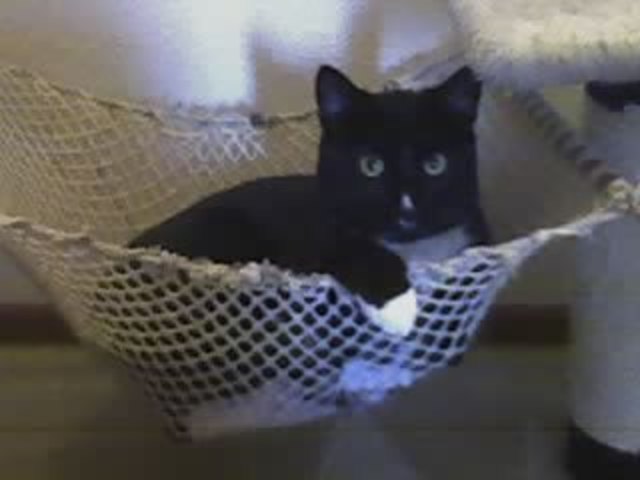 Felix