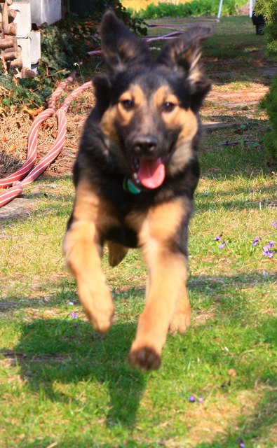 Achtung, ich kommeee!