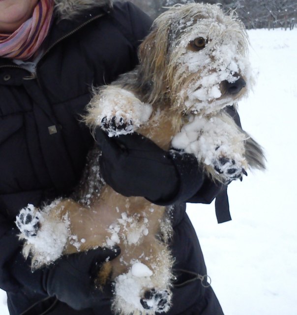 unser Benny im Schnee