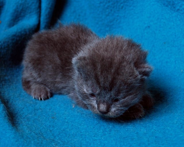 baby aramis