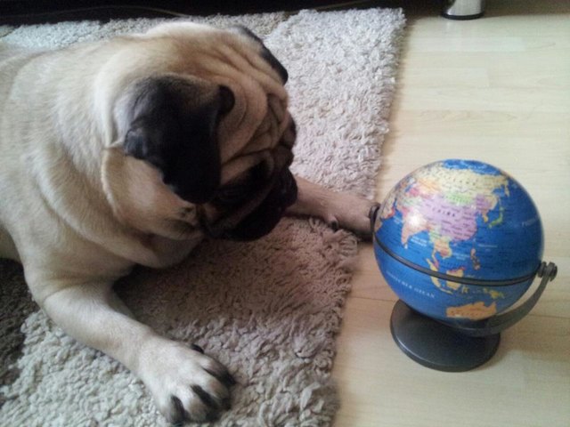 Ein Mops und die Welt :-)