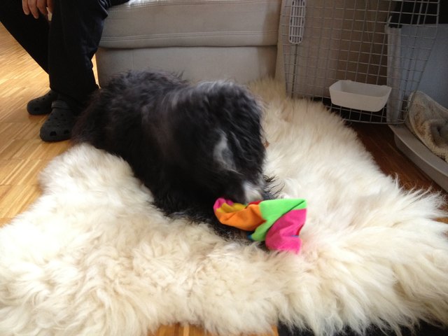 Sookie wieder bei spielen , Tja Ball nach 10 min. Kaputt (macht trotzdem spass )