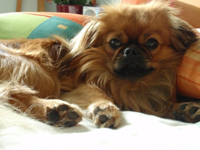Gino, unser lieber Tibetspaniel