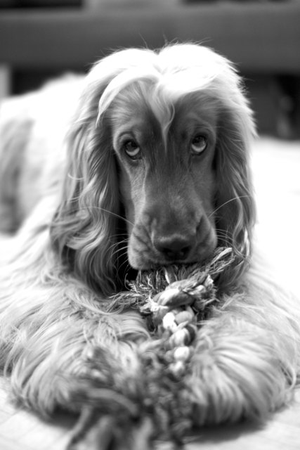 Archie :)