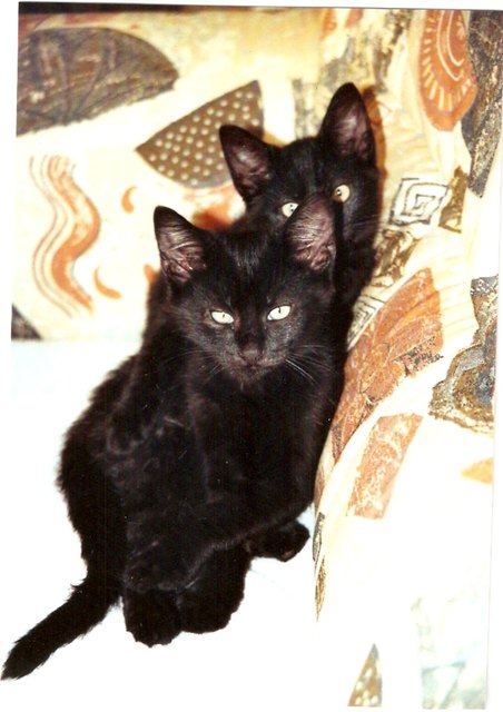 Kater Maxi (vorne) und Katze Murli (hinten) Geschwister