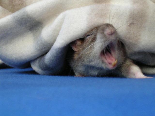 ROAR ... ich bin ein Tiger! :-)
