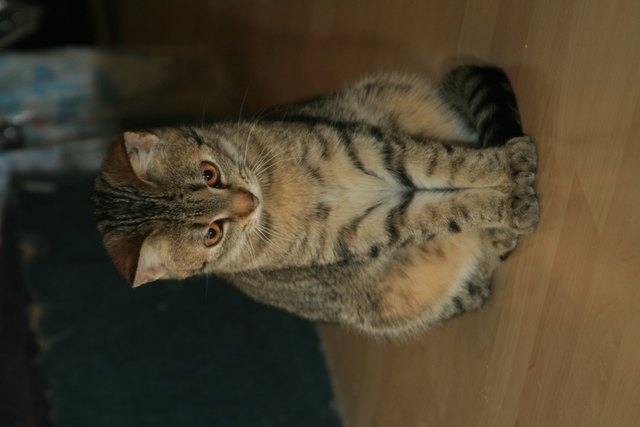 Momo die Hübsche