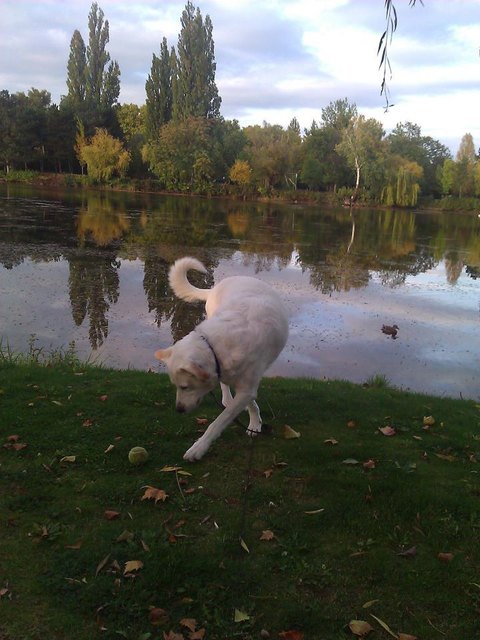 mein Ballerino Snow