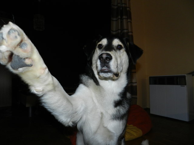 Gib Pfote!