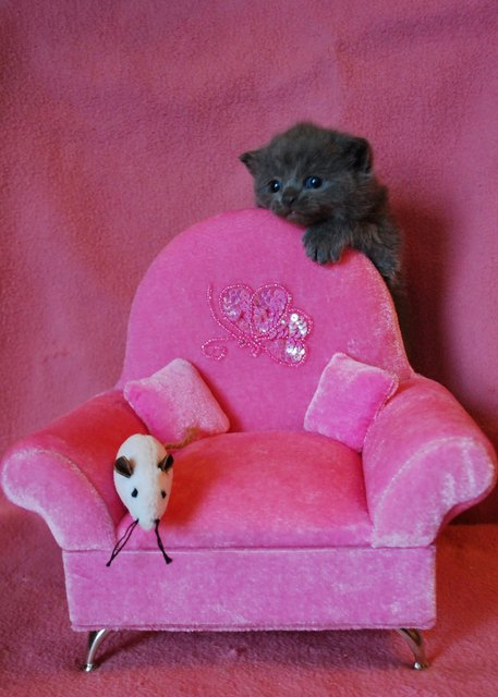 süßer katerbaby