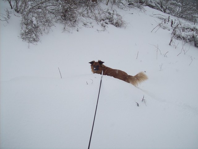 unser Charly u unser erster Schnee in Wien,wir sind von Oberösterreich nach Wien gezogen