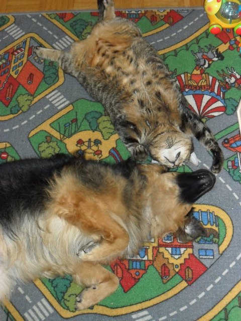 Kuscheltime meiner Lieblinge