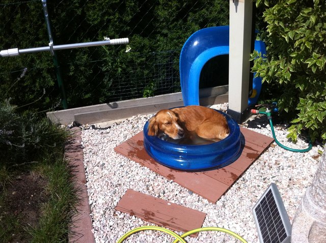 Tinkerbells Lieblingsplatz im Sommer;-)