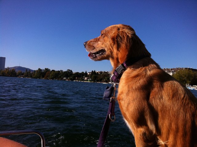Auch meinem Boot bin ich der Kapitän..... Tinkerbell an ihrem geliebten Wasser