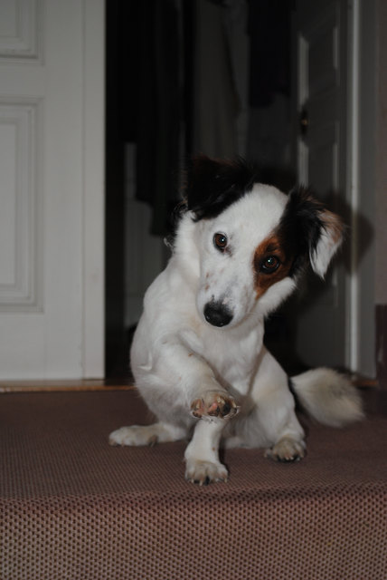 Topolino winkt ;o) (Jack-Russel-Mix 5J)