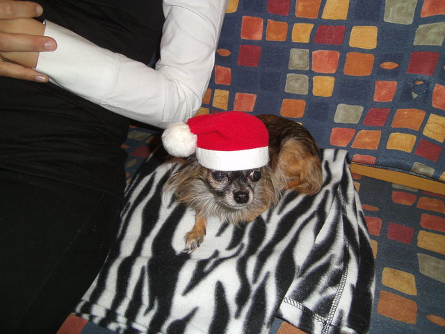 Puppi als Weihnachtsfrau