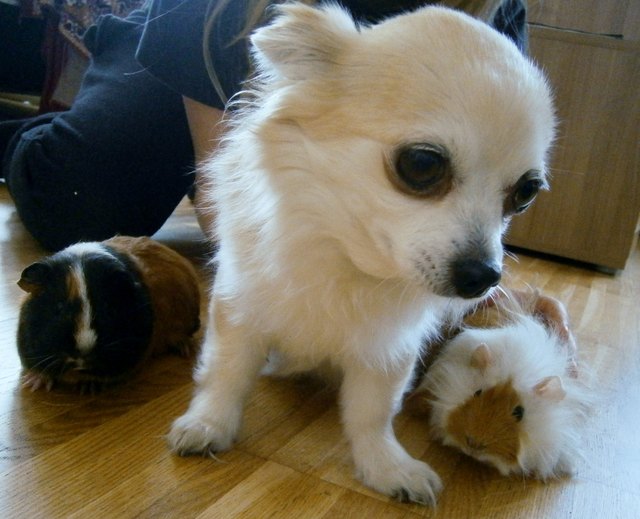 ich und meine süße Meerschweinchen Flitzi und Flo und Hündin Chilli