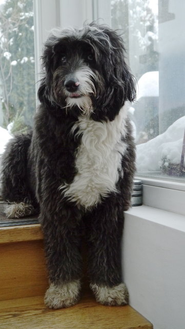 Sookie möchte gerne wieder in Schnee spielen