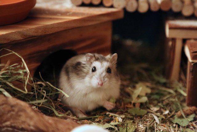 Krümel