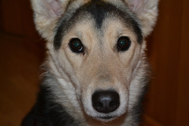 Mein Hund ist mir in Sturme treu, der Mensch nicht mal im Winde. Mein ein und alles nie wieder ohne dich Rambo!!!
