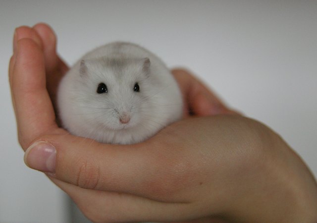 Dsungarischer Zwerghamster "Norbert"