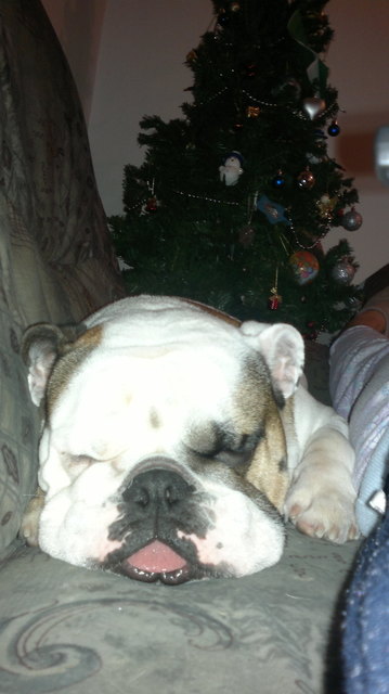 English Bulldogen "rabito"
