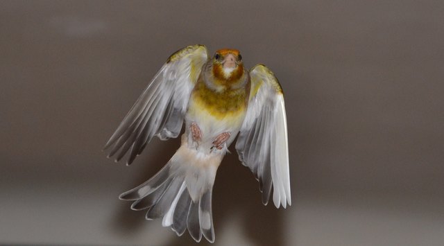 Unser lieber Cyril beim Landeanflug :)