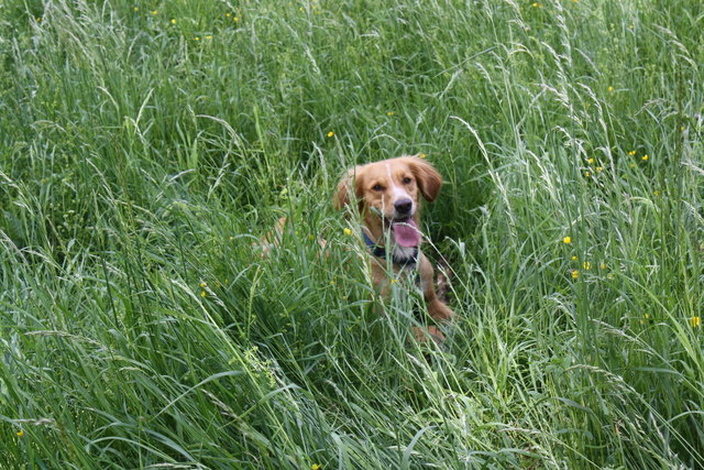 Unsere Tinkerbell wäre wohl gerne ein Osterhäschen