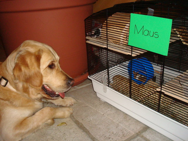 Hund mit Maus