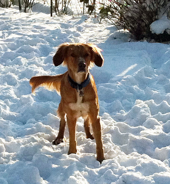 Das ist unsere Tinkerbell, sie liebt herumtollen, besonders im Schnee