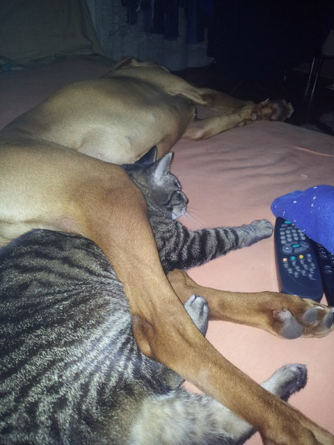 da heißt es immer"wie hund und Katz" doch meine zwei Liebling sind ein Herz und eine Seele ;-)
