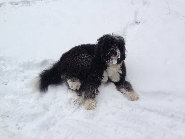 Sookie im Schnee