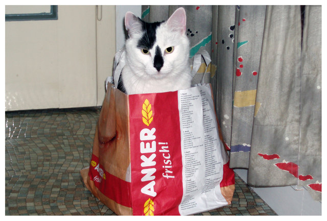 Unser Kater Snoppy "immer frisch"