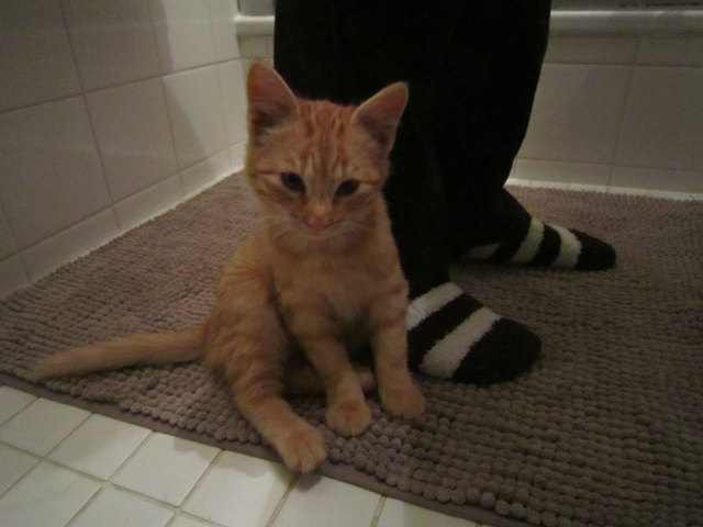 Mein süßer kleiner Kater :)