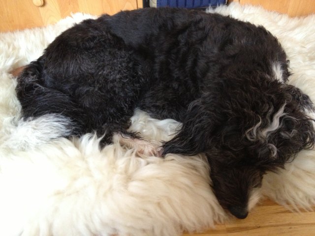 Sookie bei Mittagsschlaf ....süsse Hunde Träume