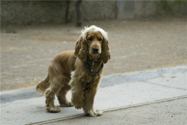 Aki ist ein 4 Jahre alter Cocker Spaniel