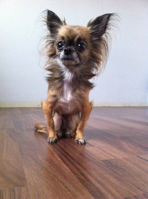 Puppi