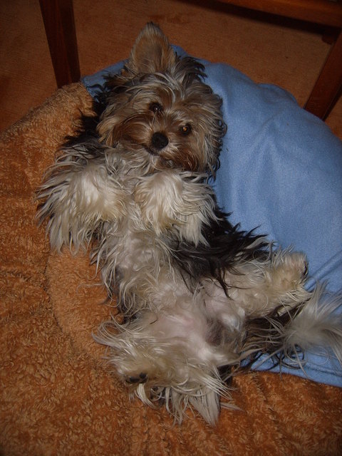 Mein kleiner Biewer-Yorki