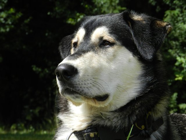 Elvis