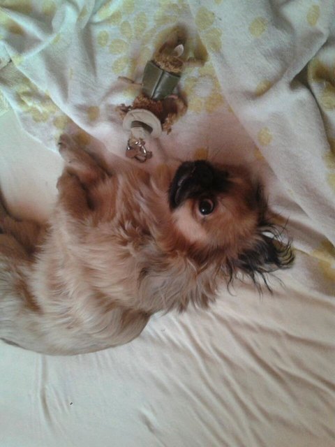 Mein Hund Rocki beim chillen