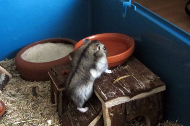 Krümel