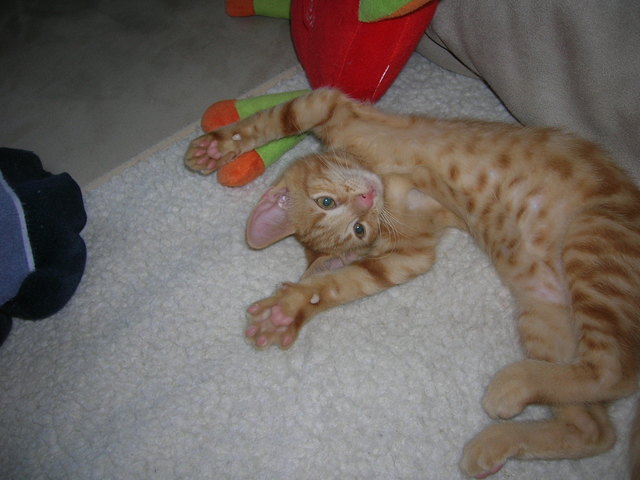 Baby-Katerchen Sam beim "tollen"...
