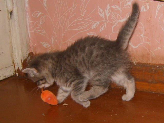Puscha und Maus