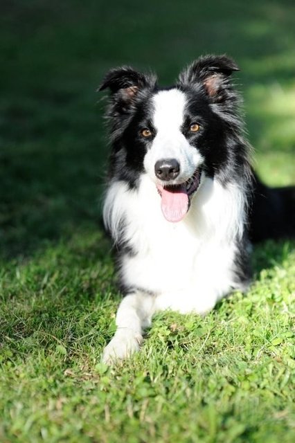Unser Border Collie 'Baileys'