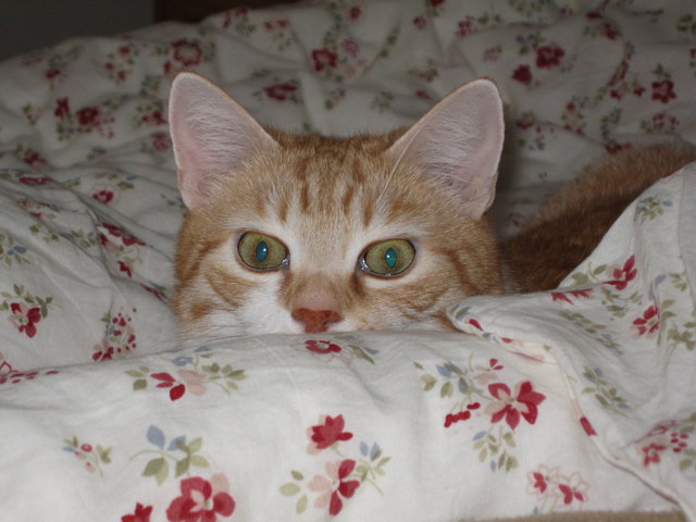 Im Bett ist's richtig nett!